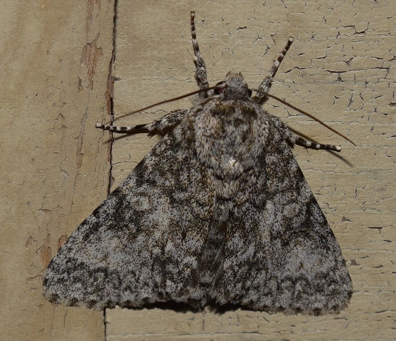 Noctuidae?  S,  Subacronicta megacephala